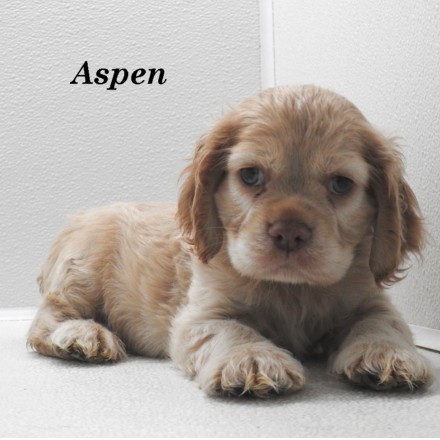 puppy, for, sale, Cocker Spaniel, Joe & Cherri  Overlease, dog, breeder, Miller, MO, dog-breeder, puppy-for-sale, forsale, nearby, find, puppyfind, locator, puppylocator, aca